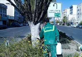 شهروندان از لمس درختان با &quot;تنه‌ سفید&quot; خودداری کنند
